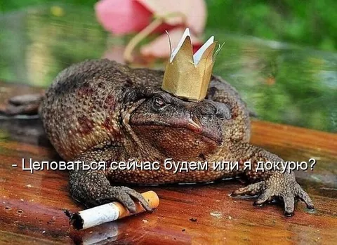 Лягушка хочет поцеловаться