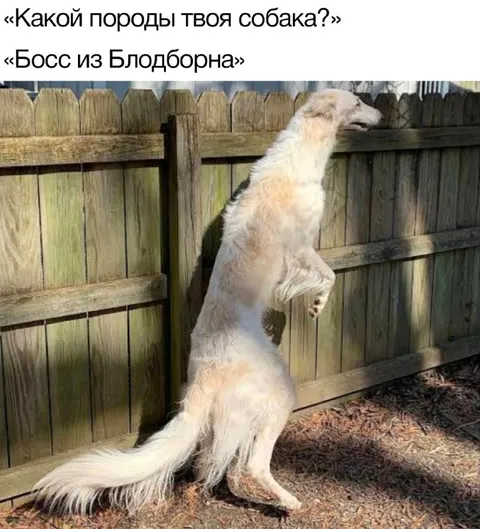 Босс из Блодборна