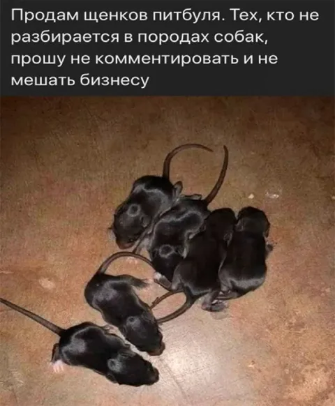 Щенки питбуля на продажу