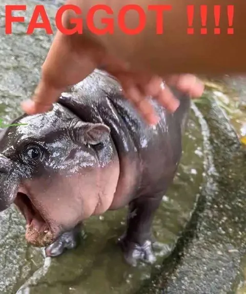 Angry Baby Hippo Reaction