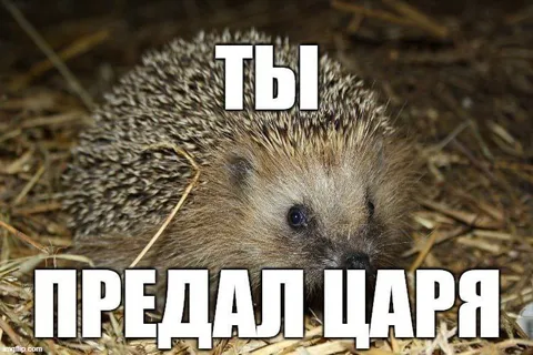 Ты предал царя ёжик