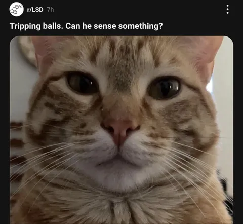 Tripping Cat Senses Something