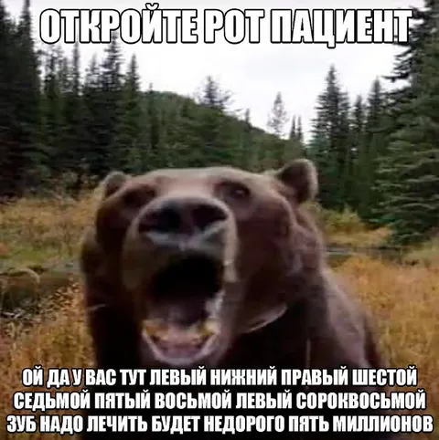 Медведь в роли стоматолога