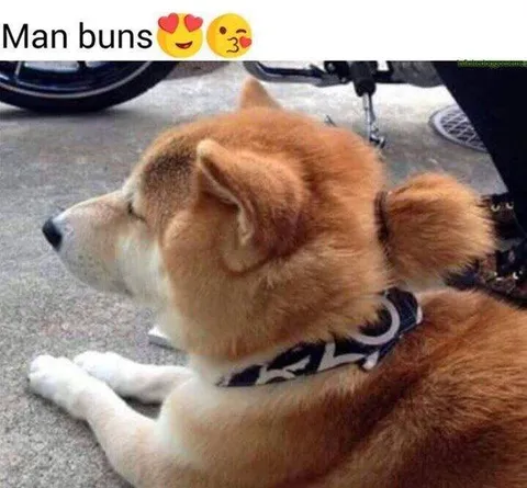 Man Buns Dog