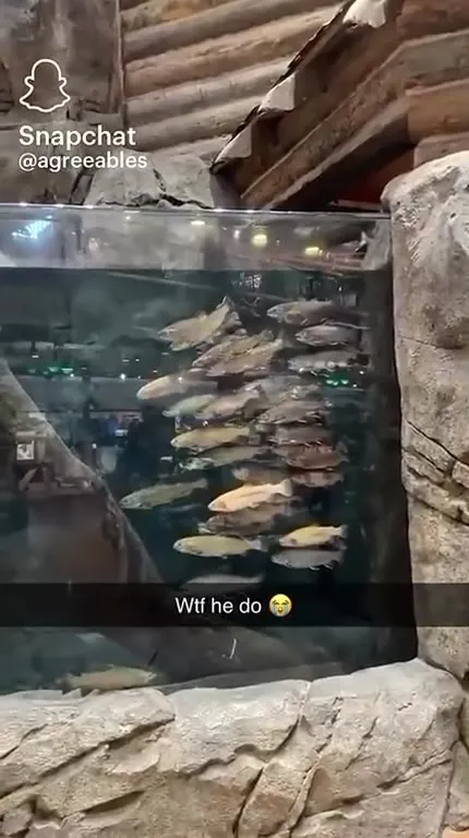 Fish Doing Something Weird