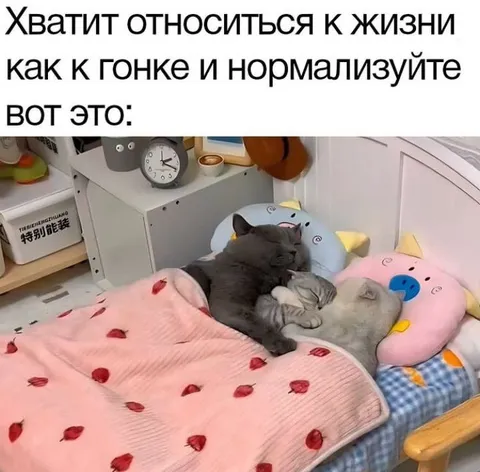 Котики нормализуют жизнь