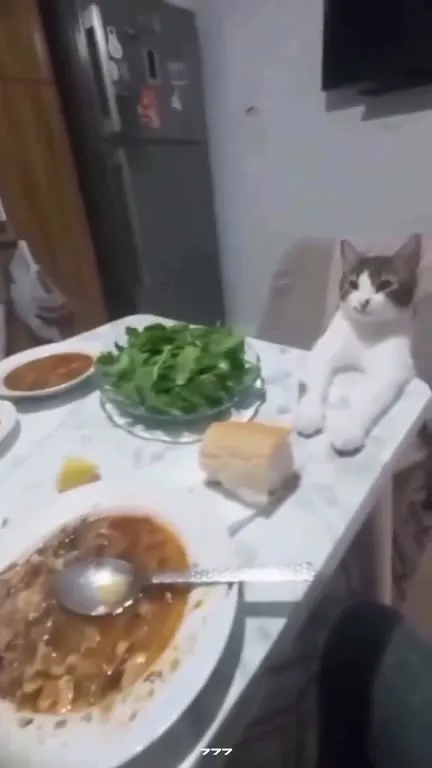 Кот чинно сидит за столом