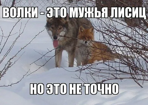 Волки — мужья лисиц