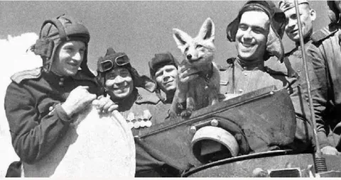 Лиса среди советских лётчиков