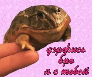 Черепаха, бро, я с тобой