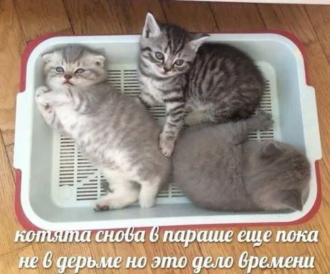 Котята скоро будут в дерьме