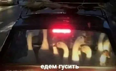 Едем гусить