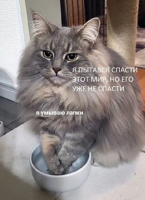 Кот спасает мир умыванием лапок