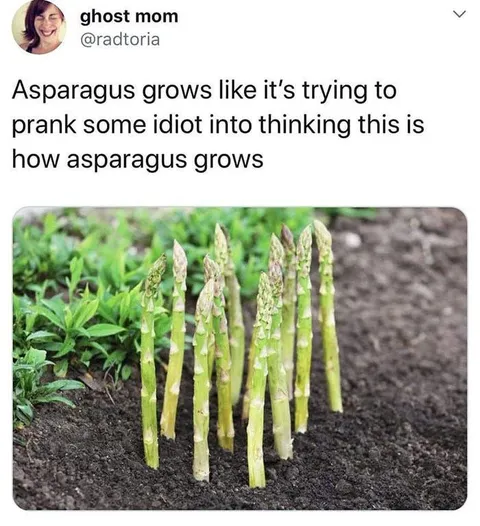 Asparagus Prank Growth