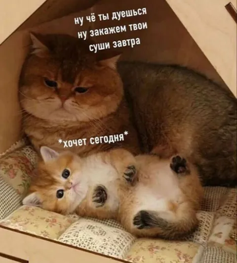 Кот хочет суши сегодня