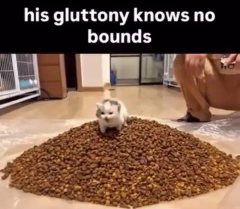 Kitten Facing Endless Feast