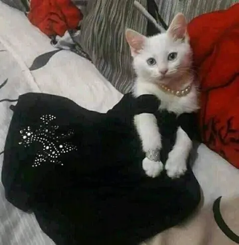 Котёнок в чёрном платье