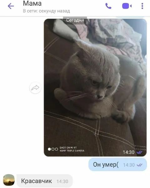 Мама не поняла сообщение