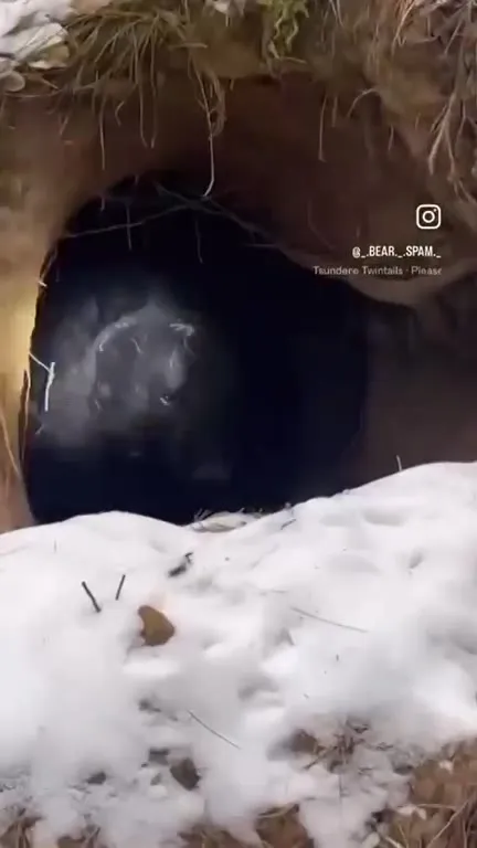 Медведь в снежной норе