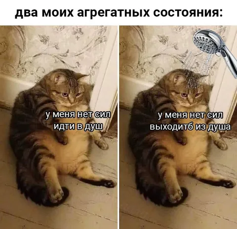 Два агрегатных состояния кота
