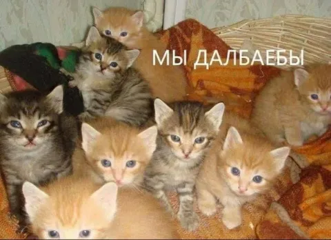 Мы дальбаебы котята