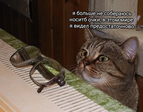 Кот больше не носит очки
