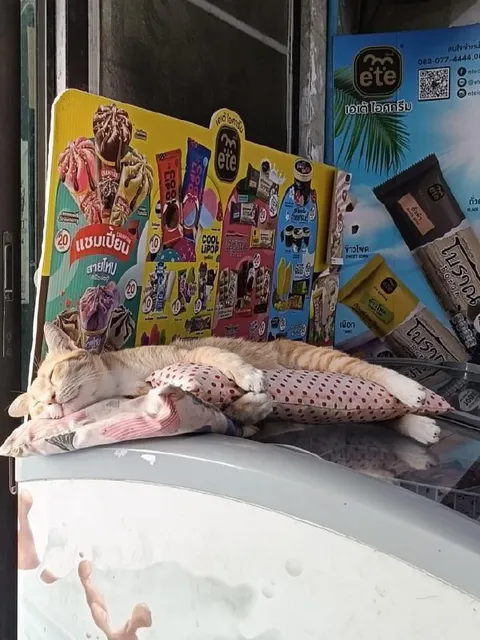 แมวนอนกอดหมอนหน้าร้านไอศกรีม