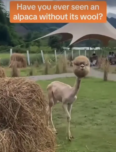 Alpaca Without Its Wool