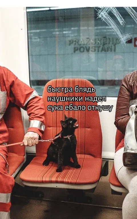 Кот требует снять наушники