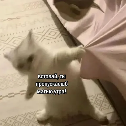 Кот будит пропустить маию ура