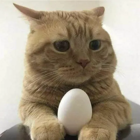 Кот бережно держит яйцо