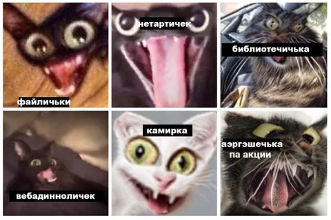 Кошки с нелепыми подписями