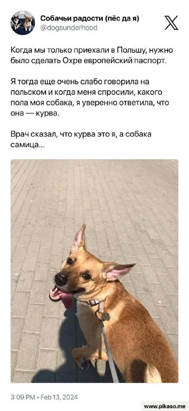 Собака — курва по-польски