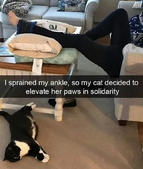Cat Elevates Paws in Solidarity