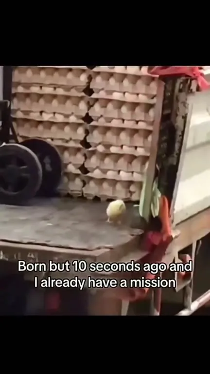 Newborn Chick Has a Mission