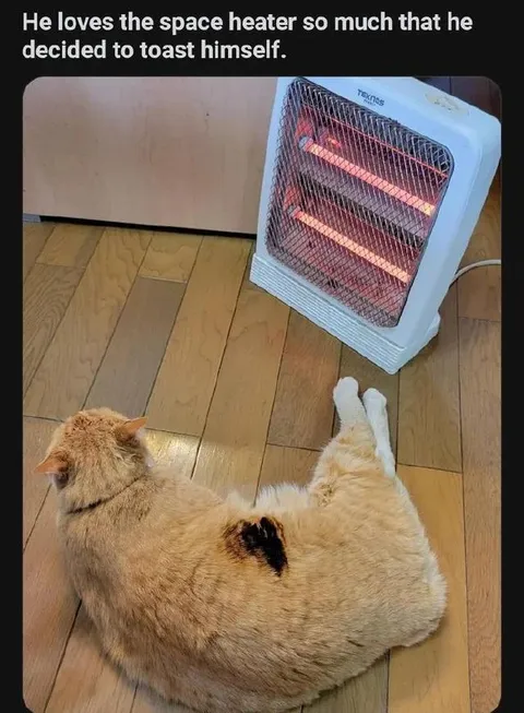 Cat Toasting Itself by Heater