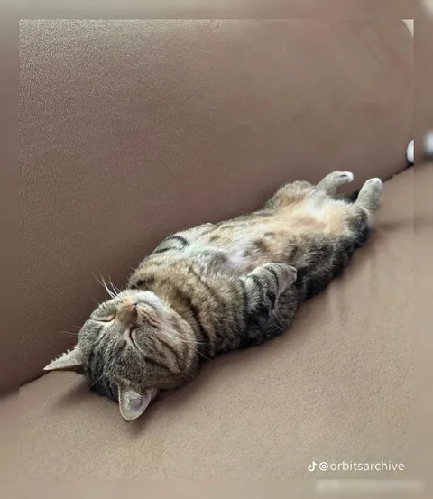 Кот лежит вверх лапами