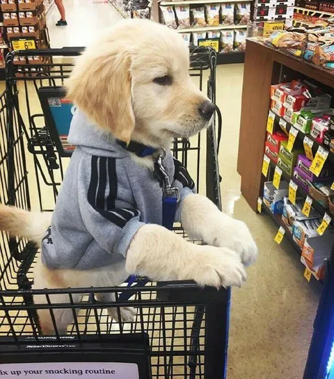 Golden Retriever Shopping for Snacks