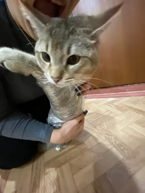 Кот-букет