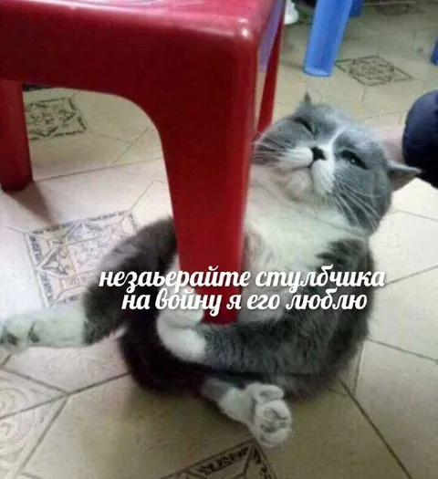 Кот не отдаёт стульчик