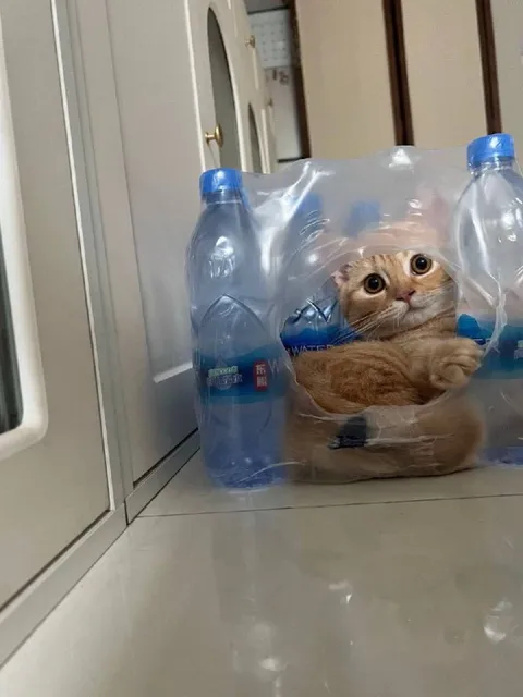 Кот в упаковке воды