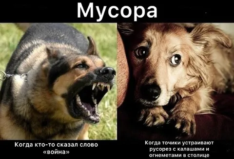 Собаки реагируют на слово «война»