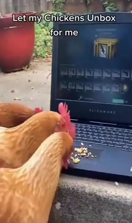 Chickens Unbox a Chicken Sandwich