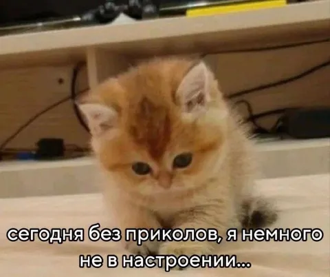 Котёнок не в настроении