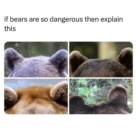 If Bears Are So Dangerous