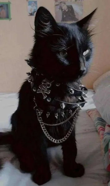 Готический кот в ошейнике