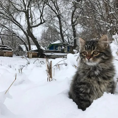 Кот в глубоком снегу