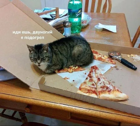 Кот подогрел пиццу