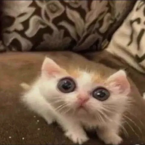 Котёнок умоляюще смотрит