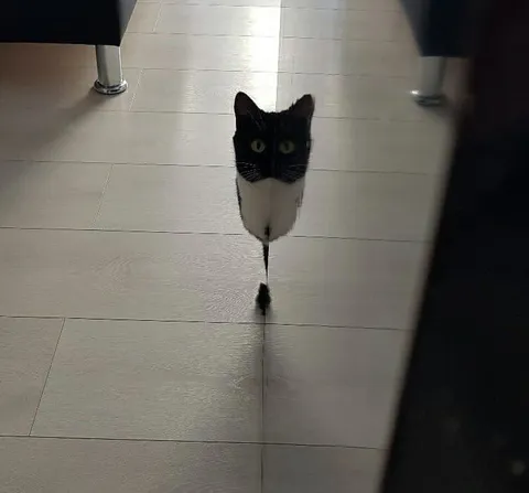 Кот и странное отражение